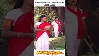 Senthoora Poove - 4K Video Promo | செந்தூரப்பூவே | Vijayakanth | Ramki | Nirosha | Manoj–Gyan