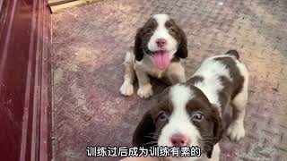 优秀的缉D神犬史宾格太漂亮了