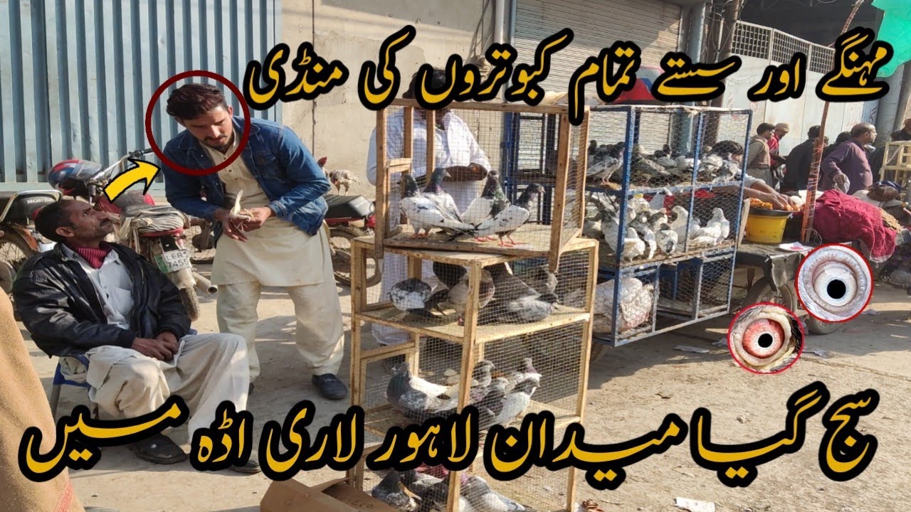 Larri Adda Kabootar Mandi Lahore ёящдёящд Youtube