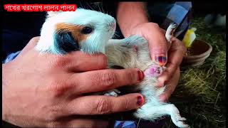 গিনিপিগের মেল ফিমেল কিভাবে চিনবেন guinea pig#male# female#