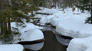 Пешая прогулка в 2 км вокруг озера Großer Arbersee 🏃‍♀️ Wanderung 🏃‍♀️ Bayerischer Wald 🌳