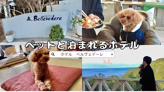 【すさみ温泉】愛犬と泊まれるホテル「ベルヴェデーレ」に行ってきました（トイ・プードル）