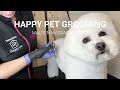 Happy Pet Grooming - Diana Paiva Groomer Malden Massachussets