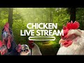 Carson's Chickens LIVE The Ultimate Farm Experience