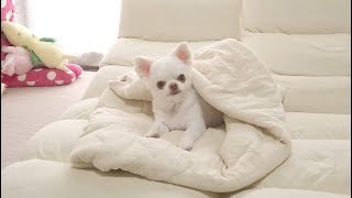 ホッコリする犬の可愛い日常ダイジェスト！のんきなチワワのコハク