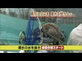 県庁前の噴水にタヌキが！水を抜いて大捕物（10 11 29）