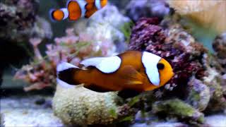 Amphiprion polymnus橙黃色鞍背小丑Saddleback anemonefish 3