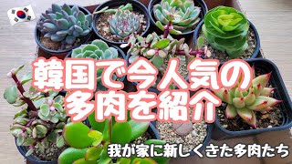 ［韓国多肉植物］韓国で今人気の多肉を購入！我が家に新しく来た多肉たちを紹介