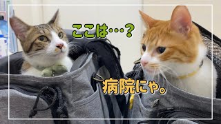 オス猫コンビで動物病院に行って来ました【4K猫動画】