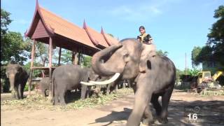 ฅนต้นแบบ: รักษ์ช้าง วังช้างอยุธยาแลเพนียด