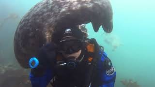 Seal Arrives On Cue for Adorable Encounter