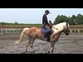 乗馬の基本【乗馬・馬術】riding basics is communication 【horsecommunicationjapan】