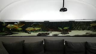 Aquarium Tank 2400liter Arowana RTG Stingray Rochen Black Diamond BD Cichla Bass monoculus orinocens