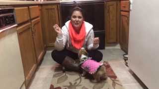 11 week old corgi puppy does tricks