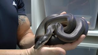 Reptile Reality-black White-lip Pythons