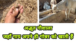 #गौशाला ऐसी, जहाँ गाय अपने ही गोबर को खाती हैं॥