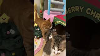 yue了 猫咪 萌宠 橘猫 小猫咪能有什么坏心眼 谁能拒绝傻憨憨的小猫咪