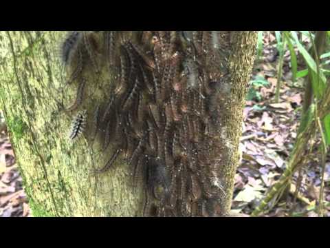 What Sound Do Caterpillars Make