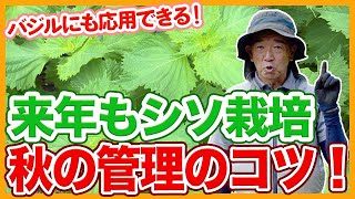 家庭菜園や農園のシソ栽培で秋も収穫する秘訣！来年も育てる秋管理のコツとシソの育て方！【農家直伝】