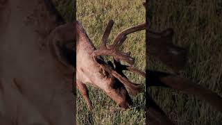 Caribou Migration: Alaska's Greatest Show!