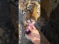 Hungry Tiger Cub Eating Liver