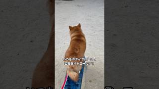 【ちゃちゃ丸】お友達の前では飼い主に対して塩対応な柴犬 #shorts