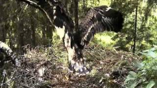 Eagle chick, 40 days old. Beautiful wings. Lesser Spotted Eagle (Aquila pomarina)