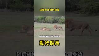 雄獅被母獅們嫌棄#野生動物零距離 #動物世界 #獅子 #大貓