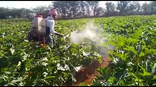 Zucchini vegetable crop at Molakalmuru taluk, Chitradurga dist.