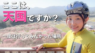 天国だった♡春ライド、三重県は桑名市いなべ市へ。ロードバイク女子ゆみやみのゆるぽたサイクリング。田しろ。yummy!!