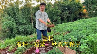 【杨队长视频】立秋：春种一粒粟，秋收万颗子，杨队长和老妈扯花生！