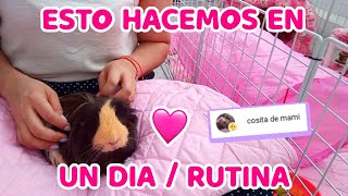 A DAY with my GUINEA PIGS 🐹 | DAILY Routine With My Guinea Pigs! #vlog