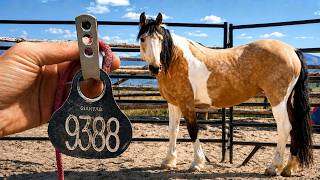 More Than Just A Number: Training America's Wild Mustang Horses