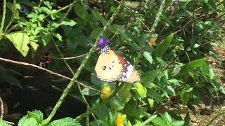 カバマダラ / Danaus chrysippus　石垣島嵩田植物園　2017/05/13 butterfly of Japan, Ishigaki