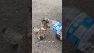 Squirrel's Thirst A Kind Human's Gesture 🥰