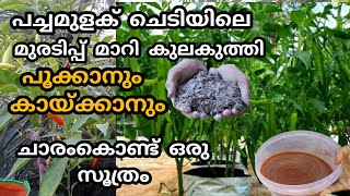 മുളക് ചെടിയിലെ കുരുടിപ്പ് മാറി പൂക്കാനും കായ്ക്കാനും ചാരംകൊണ്ട് ഒരു സൂത്രം #mulakukrishi #krishitips