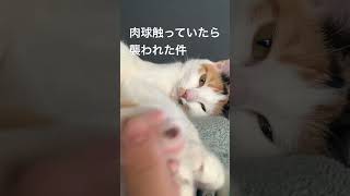 肉球触ってもいいですか？