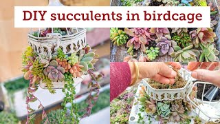 Planting succulents in birdcage