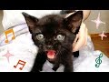 【保護猫】ガリガリの子猫のその後 ～フミフミが止まらない～ a skiny kitten fom the animal shelter.