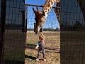 Giraffe with kid