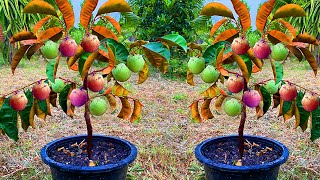 Skill Propagation Milk Fruit Using Banana and watermelon Make a lot of  Milk Fruit