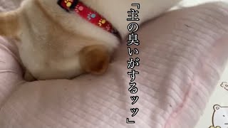 主の使用済み枕に異様な執着を持つ柴犬