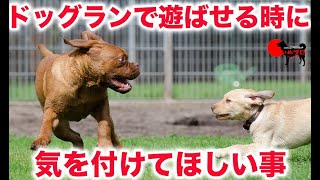 【ドッグランで遊ばせる時に気を付けてほしい事】psdドッグサポートセンター　いぬプロ　イヌプロ　犬プロ　inupro 犬のしつけ　教育　子犬　保護犬　注意事項