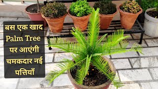 Cycus palm care n fertilizer, बस एक खाद palm tree बन जाएगा घना आएंगी ज्यादा पत्तियाँ, Sago palm