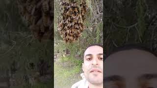 נחיל דבורים swarm of bees