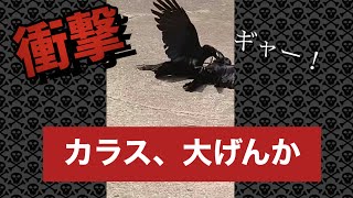 カラスの喧嘩です。　嫌いな方はスルーしてくださいね！