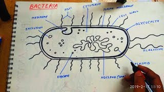 How to draw bacteria...easy outline diagram