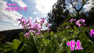 야생화도감/앵초(Primula sieboldii )                                     Vivaldi:Four Season 'Spring\