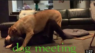 Dog meeting with man Dog 🐕🐶 and man enjoy