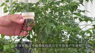 老油子给幸福树打顶，每次都能长出多分枝，有何技巧？